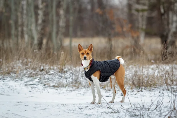 Басенджи собака ходит в поле. Зима – не много снега на t — стоковое фото
