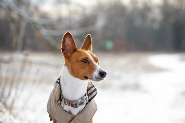 バセニー犬はフィールドを歩く.冬は t に雪がたくさんではないです。 — ストック写真