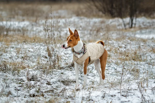 バセニー犬はフィールドを歩く.冬は t に雪がたくさんではないです。 — ストック写真