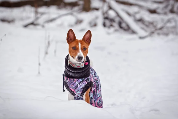 小さな犬バセンジーは、雪に覆われた森の中歩きます。冬 — ストック写真