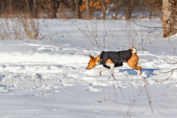 Basenji dog walking in the park in winter — ストック写真