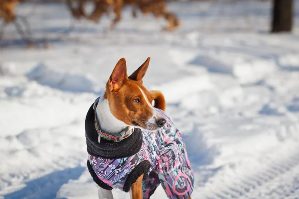 Basenji dog walking in the park in winter — ストック写真