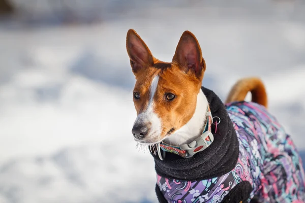 Basenji dog walking in the park in winter — ストック写真