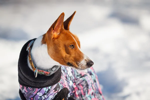 Basenji dog walking in the park in winter — ストック写真