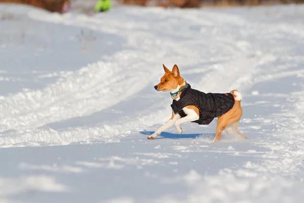 バセンジー犬の公園で散歩します。冬 — ストック写真