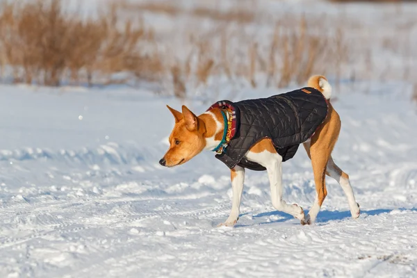 バセンジー犬の公園で散歩します。冬 — ストック写真