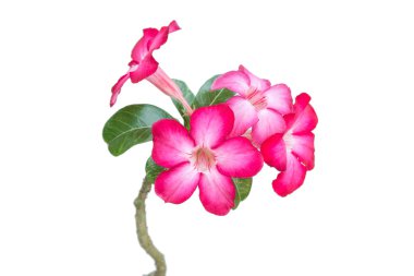 Pembe çöl gülü veya Impala Lily çiçek