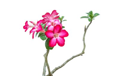 Pembe çöl gülü veya Impala Lily çiçek