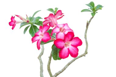 Pembe çöl gülü veya Impala Lily çiçek