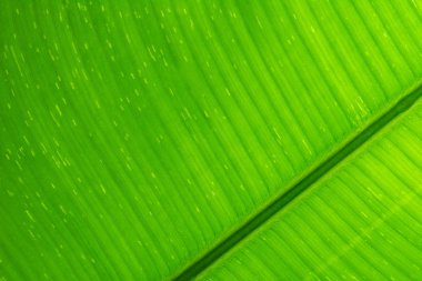 closeup muz yaprak doku