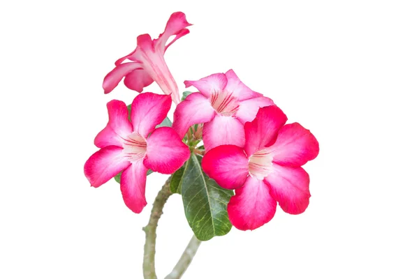 Pembe çöl gülü veya Impala Lily çiçek
