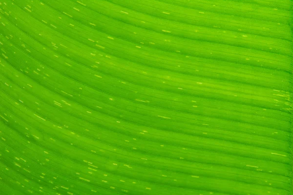 Textura de hoja de plátano de primer plano — Foto de Stock