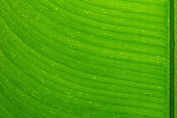 Close up textura da folha de banana — Fotografia de Stock