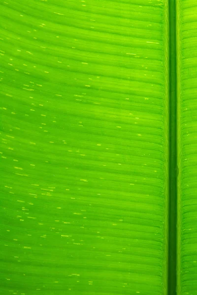 Closeup banana leaf texture — Stock Photo, Image