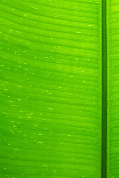 Close up textura da folha de banana — Fotografia de Stock