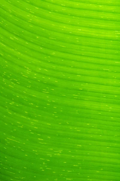 Primo piano texture foglia di banana — Foto Stock