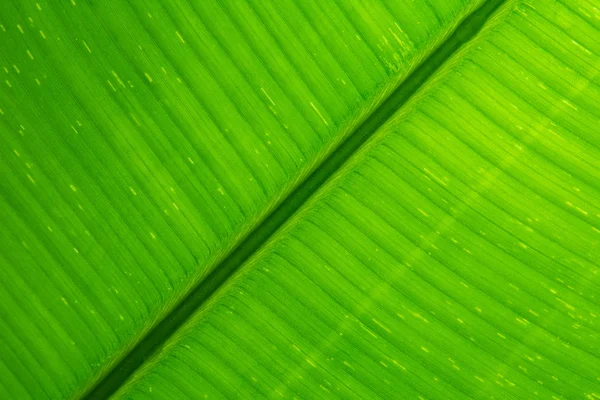 Close up textura da folha de banana — Fotografia de Stock