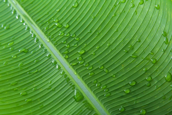 Fechar folha de banana e textura gota de água — Fotografia de Stock