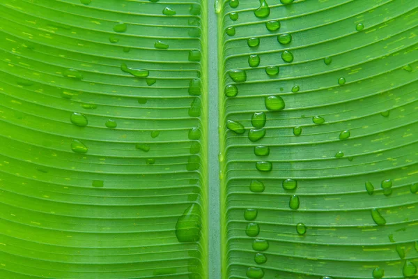 Κοντινό πλάνο μπανάνα φύλλα και νερό πτώση υφή — Φωτογραφία Αρχείου