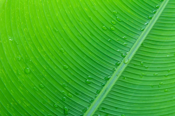 Fechar folha de banana e textura gota de água — Fotografia de Stock