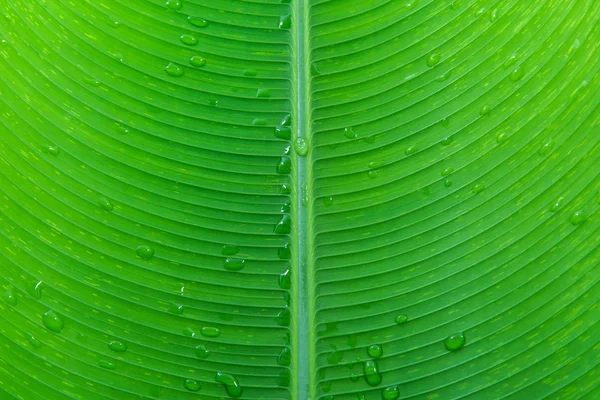 Fechar folha de banana e textura gota de água — Fotografia de Stock