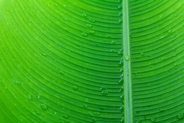 Fechar folha de banana e textura gota de água — Fotografia de Stock