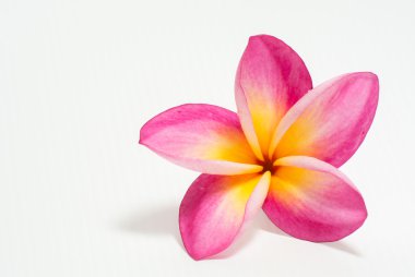 Frangipani çiçek güzel