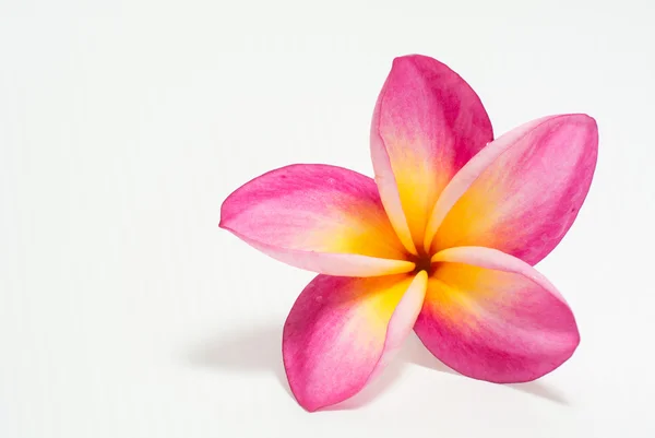 Frangipani çiçek güzel — Stok fotoğraf