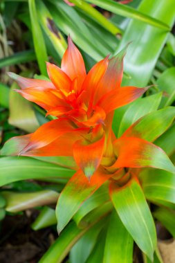 Güzel renkli bromeliad çiçek