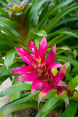 renkli bromeliad çiçek