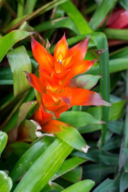 renkli bromeliad çiçek