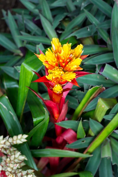 renkli bromeliad çiçek