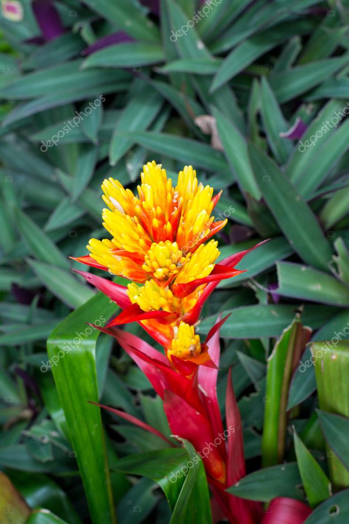 Flor de bromélia colorida fotos, imagens de © aud0818 #85419510