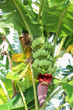 Muz çiçeği ağacı