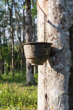 Lateks lastik ağacından bir kase