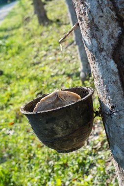 Lateks lastik ağacından bir kase