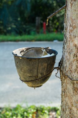 Lateks lastik ağacından bir kase