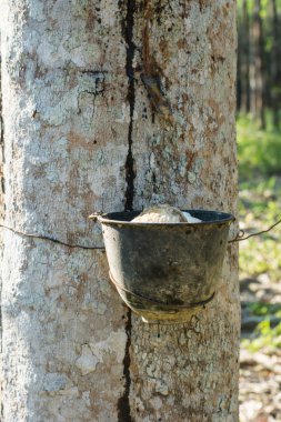 Lateks lastik ağacından bir kase