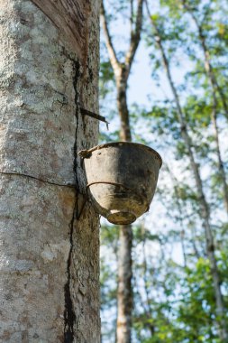 Lateks lastik ağacından bir kase