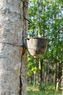 Lateks lastik ağacından bir kase