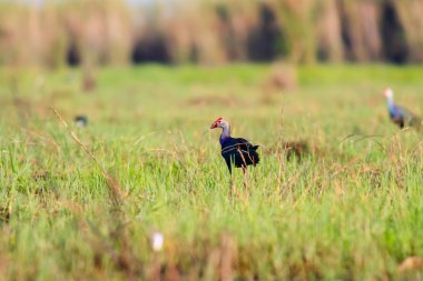 Gölet ve göllerde mor Delta 