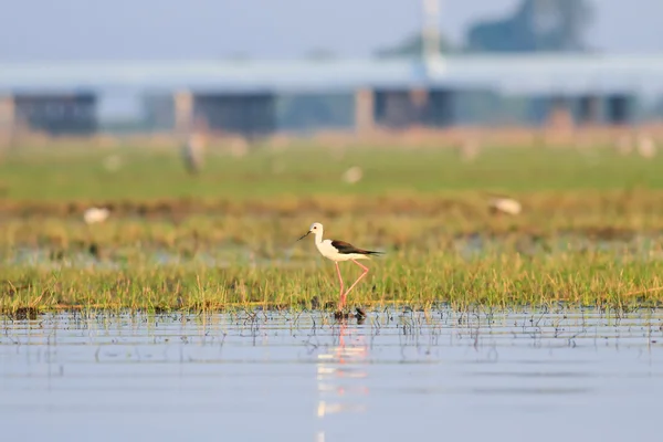 Wasservogel Stelzenläufer — Stockfoto