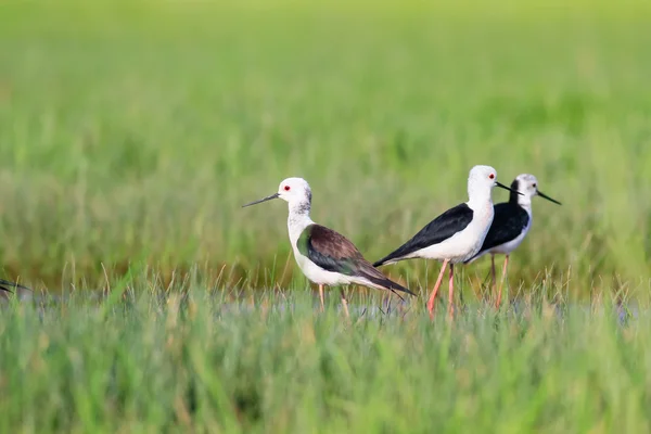 Wasservogel Stelzenläufer — Stockfoto