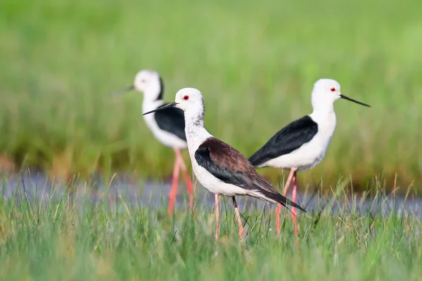 Wasservogel Stelzenläufer — Stockfoto