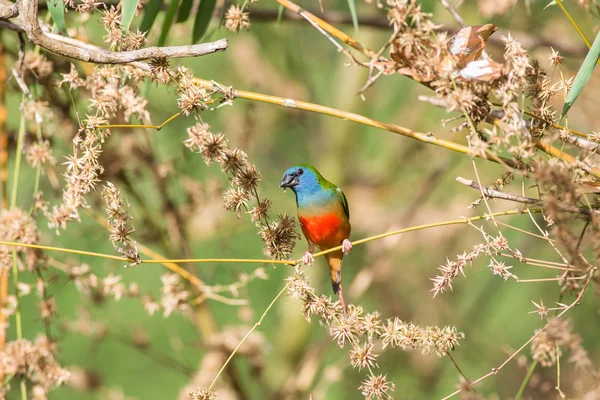 Uccelli colorati così belli . — Foto Stock