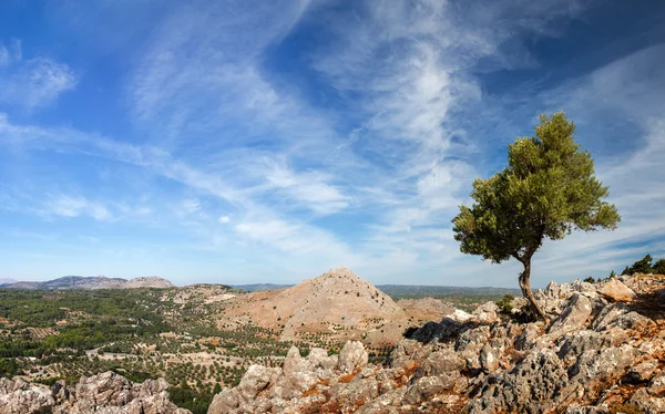 ve taş ağaç üzerinde