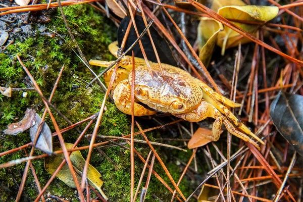 sarı tatlı su yengeç