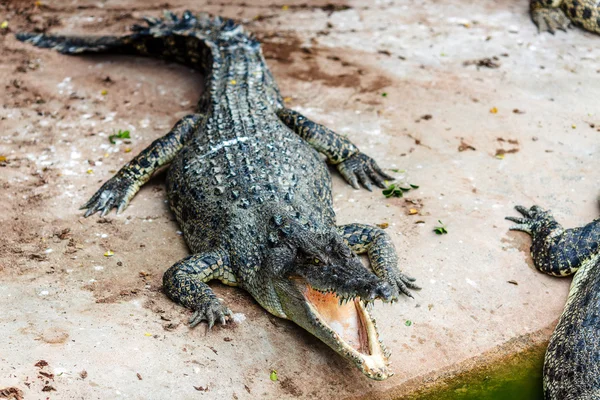 kötü dişlek timsah