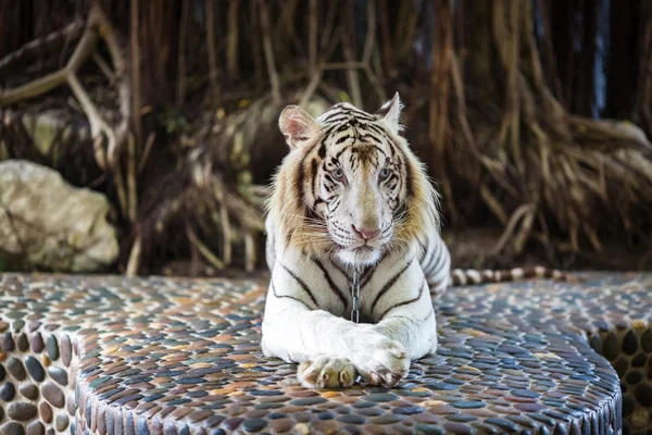 üzgün beyaz kaplan