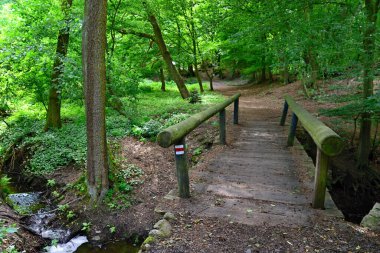 Orman, derenin üzerindeki tahta köprüyle durgun bir yaşam sürüyor. Romantik doğa manzarası ve eski ahşap köprü. Yürüyüşe hazır mısın?.